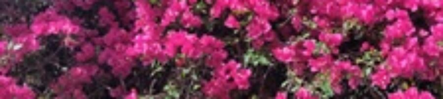 blooming flowers