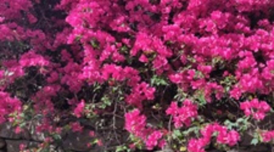 blooming flowers